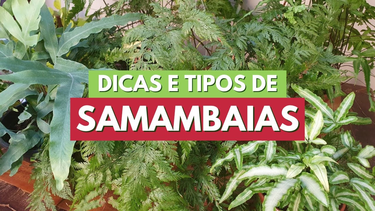 COMO CUIDAR DE SAMAMBAIA! TIPOS DE SAMAMBAIAS E DICAS DE ADUBAÇÃO E CULTIVO! CANAL MEU QUINTAL