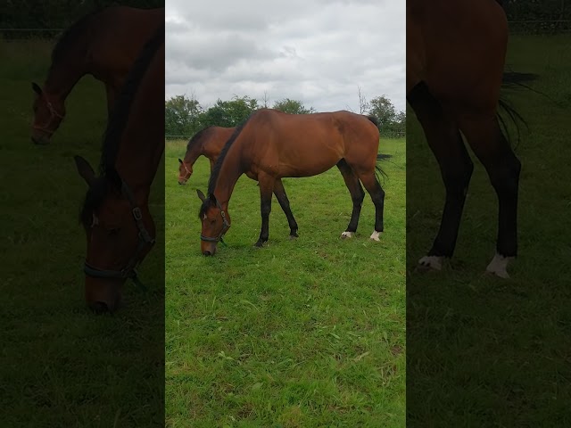 Pension chevaux Pr&eacute;/box en pleine campagne, au calme 