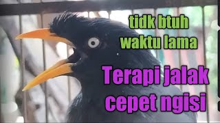 Download lagu Terapi jalak kebo mata putih cepat ngomong & isian mp3 Download lagu Terapi jalak kebo mata putih cepat ngomong & isian mp3