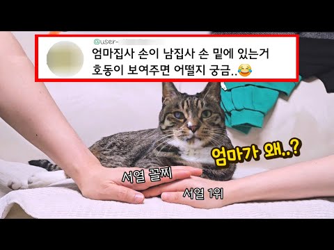어쩜 이래요? (진짜 충격) 고양이가 서열 낮은 사람에게 보여준 놀라운 행동 : 댓글 보고 따라한 결과