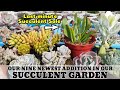 NEW SUCCULENTS IN OUR GARDEN END OF THE FLOWER FESTIVAL SUCCULENT SALE How To Uproot Succulents