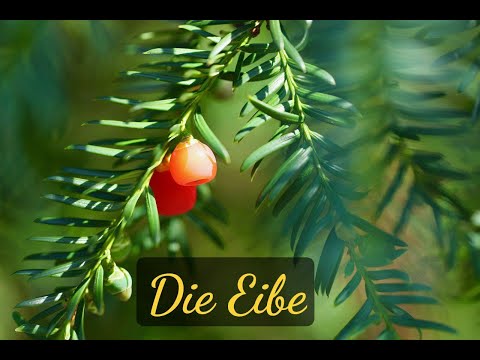 Die Eibe - und ihre energetische Wirkung