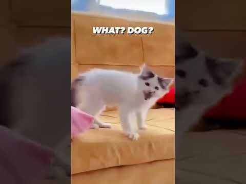 Funny viral cats 😂😂 | Animals Fail 🙈🙈 | Try to hold back your laugh 😂😂