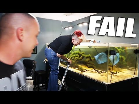 Catching fish, creating dither fish,  Arowana aquarium AND discus update