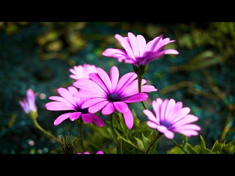 Gentle Piano Music - "Garden of Flowers"