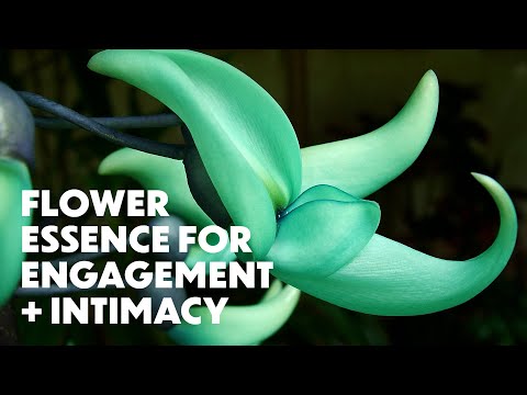 LOTUSWEI FLOWER ESSENCES | JADE VINE FLOWER | Engage directly with the world