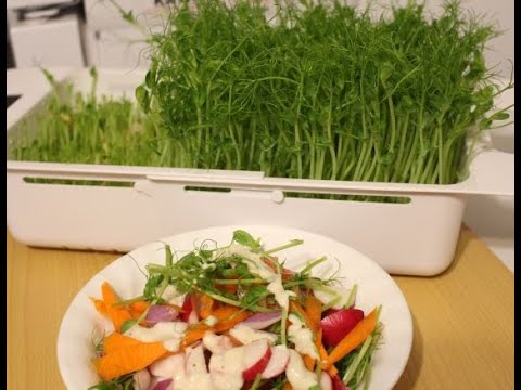 How to Grow PEA SHOOTS without Soil