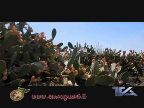 Euroagrumi - Spot 2014