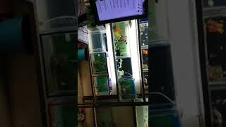 preview picture of video 'Uday Aquarium & pets Indore'