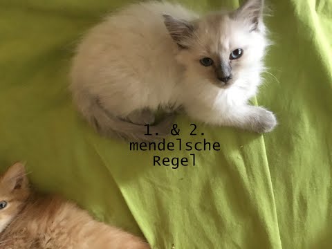 1. & 2. mendelsche Regel