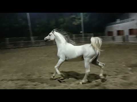 Arabian ul alanso (TM farm)