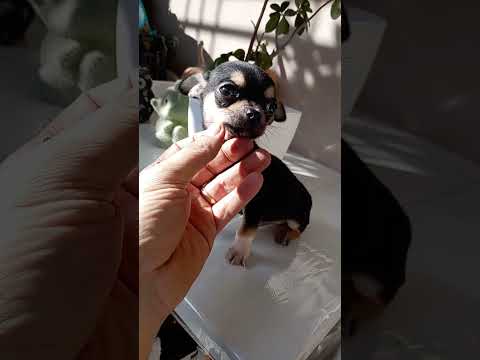 Vendita Cucciolo di Chihuahua