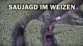 Weizenpirsch auf Sauen in Mecklenburg-Vorpommern Teil 3 - Jagdkrone