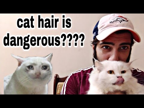 Persian Cat hair are harmful ?? Diseases spread from cat to human| urdu and hindi |CHUBBY MEOWS