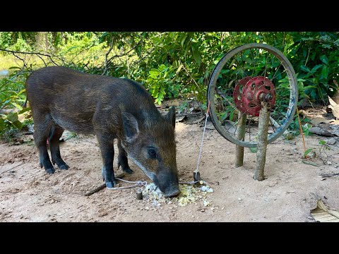 Amazing Skill Building wild boar trap From Bicycle legs #skilltrap #animals #camping