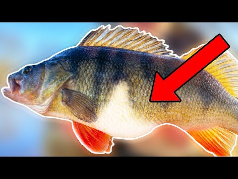 Most Unbelievable Perch I've Caught | Team Galant