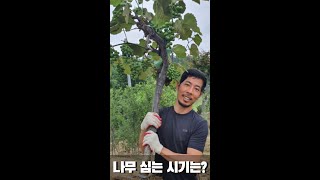 나무 언제 심는지 고민 이시라면?(나무 심는 시기, 나무 식재 시기, 나무 식재, 나무심기) #shorts …