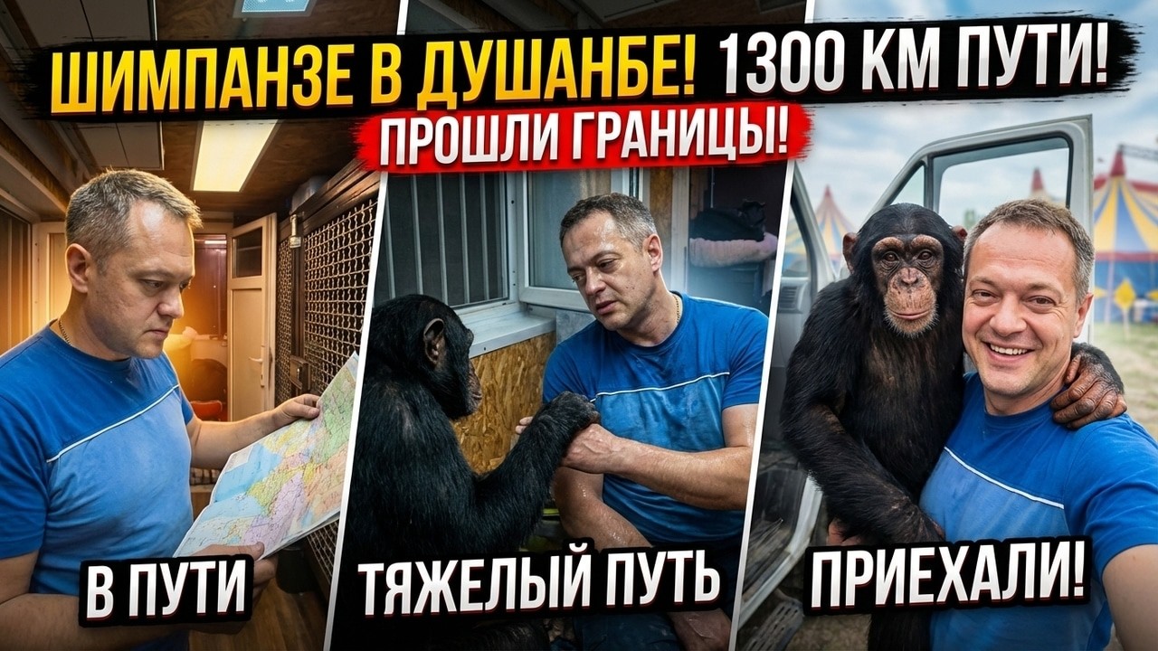 Приехали Шимпанзе в Душанбе! Миновали границы Казахстана, Узбекистана и Тад?