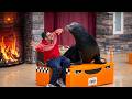 Sea Lion Otter Performance Full Show Holiday Countdown Show SeaWorld Orlando 2025