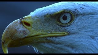 Animal Nocturne Lyrics English Translation