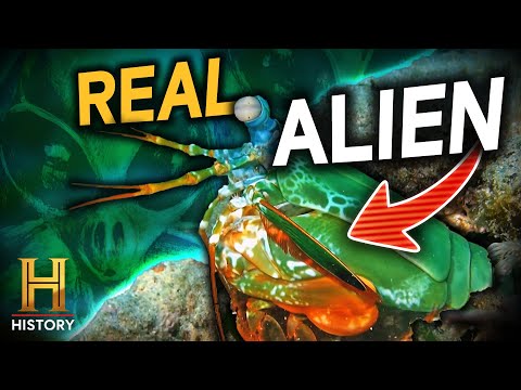 When Dragons Ruled the Skies | Ancient Aliens