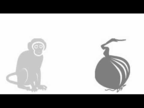 Video thumbnail for The Monkey and the Onion
