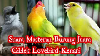 Download lagu Suara Burung Ciblek Lovebird dan Kenari Untuk Masteran mp3