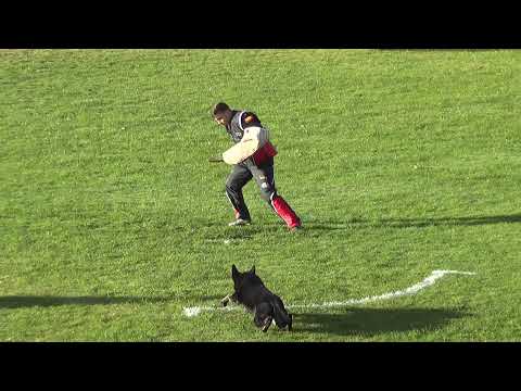 WUSV 2021  ESP 3-  ALEJANDRO MENCHERO PEÑALVER  & PIXEL DE PARAYAS C 94