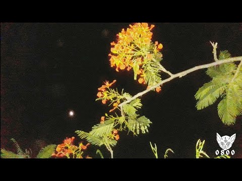 YA NO-DKO _FT_DHOULLY_182BPM_6S