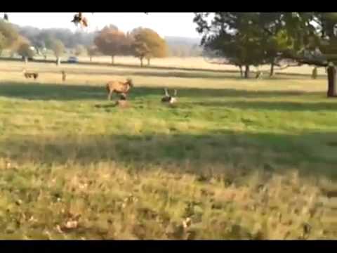 DJ TENNENTS SUPER - FENTON