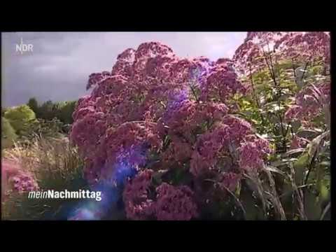 NDR My Afternoon – Beautiful late summer perennials