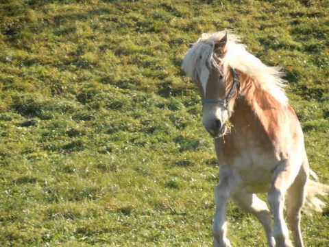 Haflingerzucht Preinig.wmv