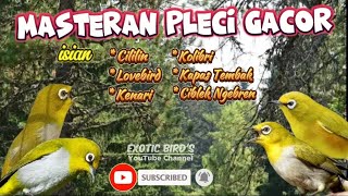 Download lagu Masteran Pleci Gacor isian cililin, Lovebird, kenari,Kolibri, Kapas Tembak, Ciblek Ngebren,dll mp3