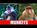MONKEYS For Kids Learning Monkey Species For Kindergarten Preschool Toddlers