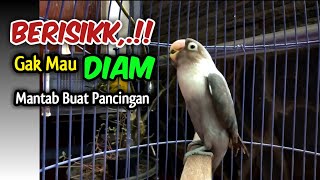 Download lagu BERISIK GAK MAU DIAM, Suara Lovebird ini Paling Bagus Buat Pancingan Lawan EMOSI Ngekek Panjang mp3
