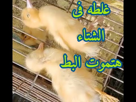 , title : '#البط الصغير مات// بسبب غلطه اوعى تعمليها فى الشتاء // نصيحه لوجه الله'