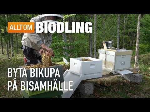 Byta bikupa på bisamhälle - Biodling