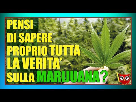 Il cancro alla prostata SDA-2 Luso di cumino nero con prostatite