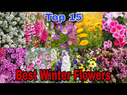 Most beautiful winter season flowers || Best 15 winter flowering plants