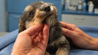 We Rescued a Small Puppy and all he Wanted Was Cuddles