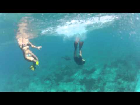 Snorkeling with Sharks in Bimini at Bimini Undersea