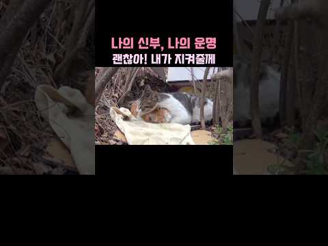 슬픈 부부냥이 이야기