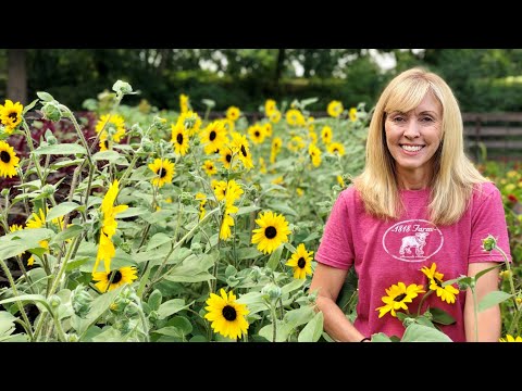 How to Plant, Pinch and Harvest Branching Sunflowers