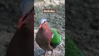 Download lagu kalian suka koleksi Burung derkuku ? #anakanburung #bird #derkuku mp3