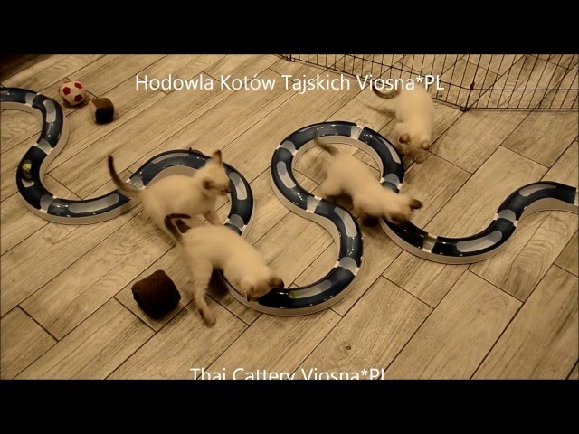 Thai cats Viosna*PL - Miot K - zabawy z piłką