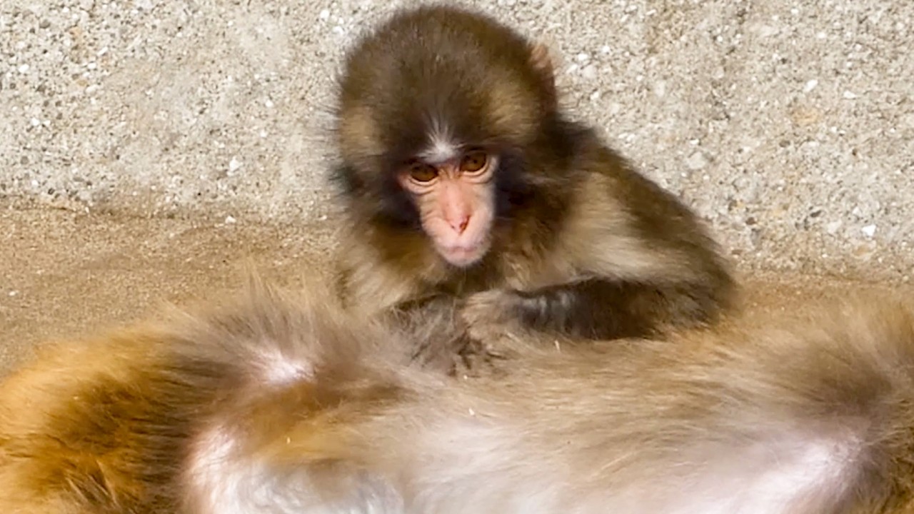 Punch’s failed grooming will make you cry 😭