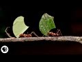 Where Are The Ants Carrying All Those Leaves Deep Look