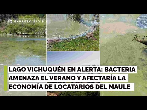 Lago Vichuquén en alerta: bacteria amenaza el verano y afectaría la economía de locatarios del Maule