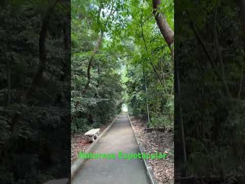 Natureza Expetacular- Bosque de Indianopolis Pr #short #nature #naturezasurpreendente #natureza