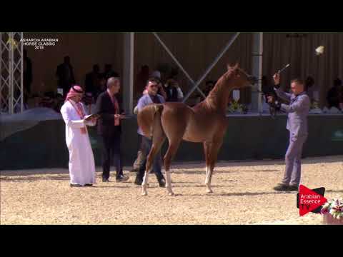 N.70 ALMAA ATHBAH - Asharqia Classic 2018